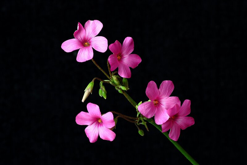 Pink Oxalis Flowers — Dramatic