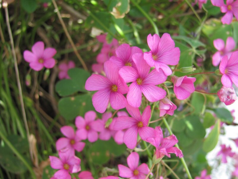 Pink oxalis flowers in bloom