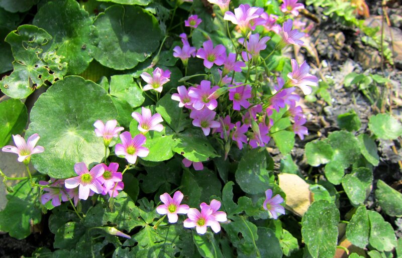 Pink Oxalis Flowers — Serene, Afternoon