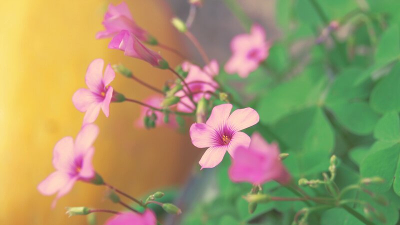 Pink Oxalis Flowers — Serene, Spring, Photograph, Green Leaves, Buds