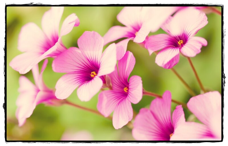 Pink Oxalis Flowers — Serene, Spring, Photograph, Stems