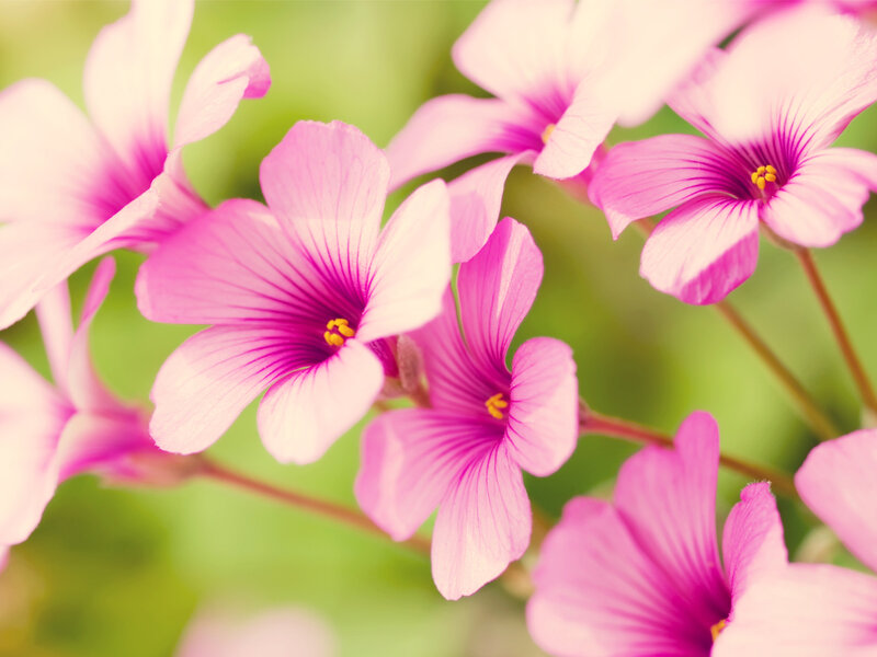 Pink Oxalis Flowers — Serene, Spring, Photograph