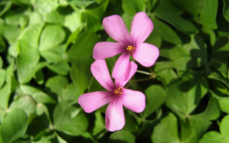 pink oxalis flowers