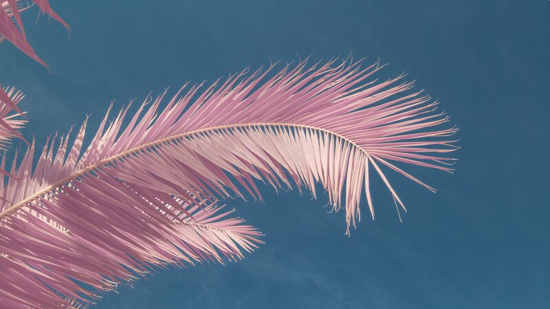 Pink Palm Frond
