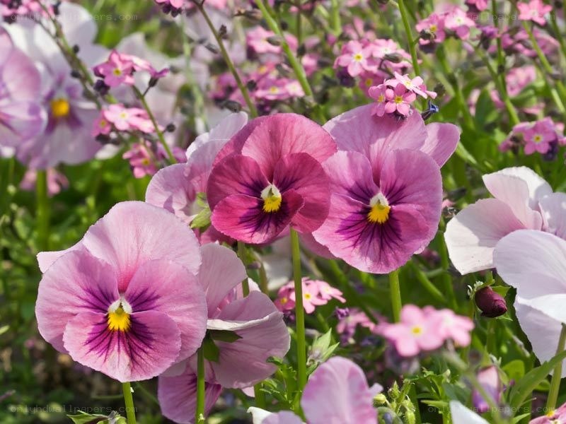 Pink pansies in a garden