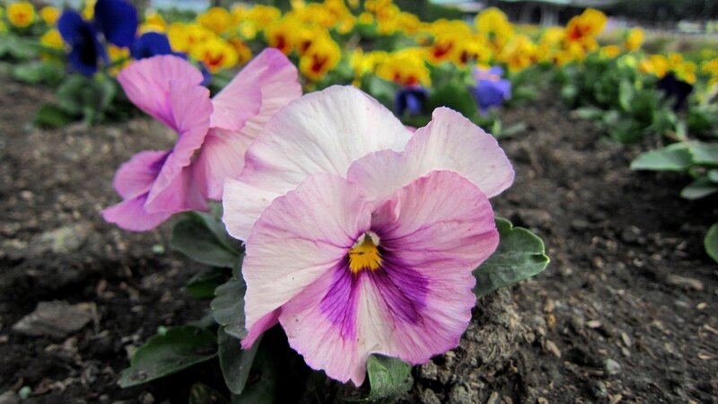Pink Pansy Flower — Calm