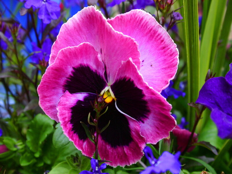 Pink Pansy Flower