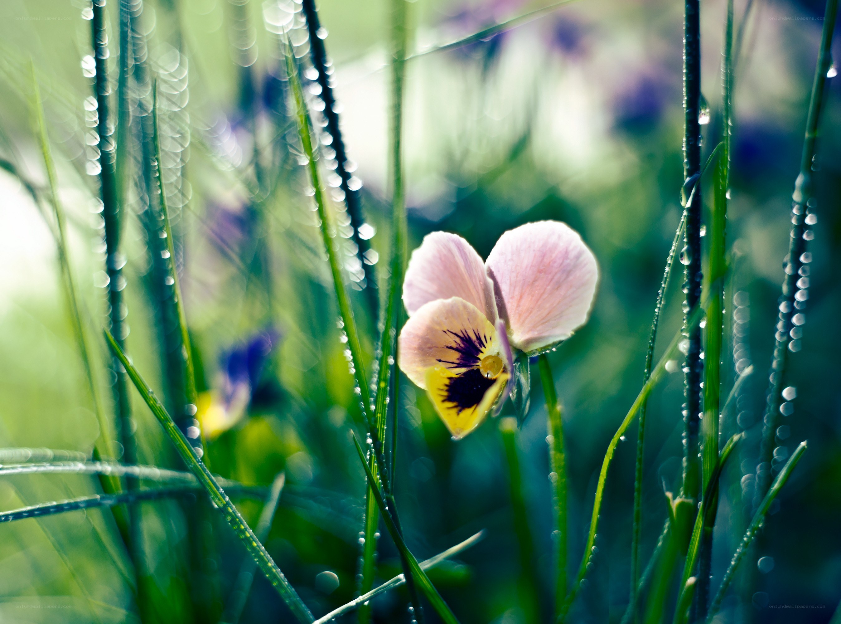 Pink pansy in dewy grass
