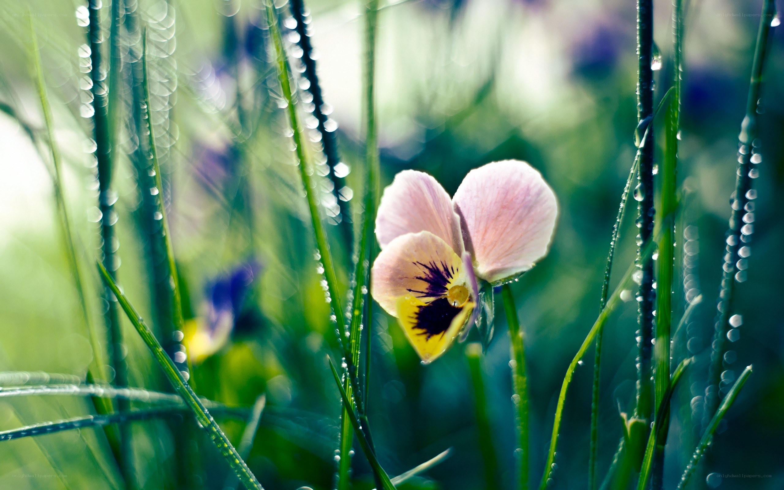 Pink pansy in dewy grass