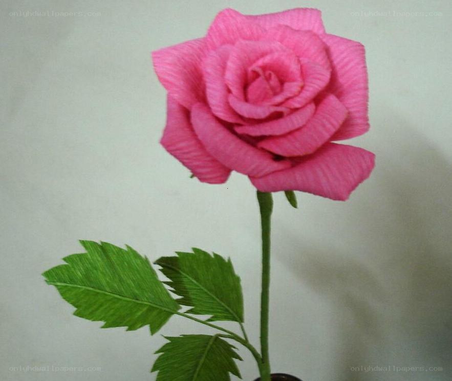 Pink paper rose flower
