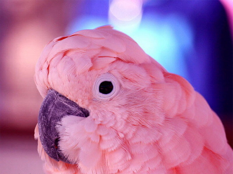 pink parrot close-up