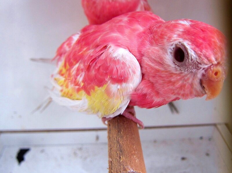 Pink Parrot on Perch
