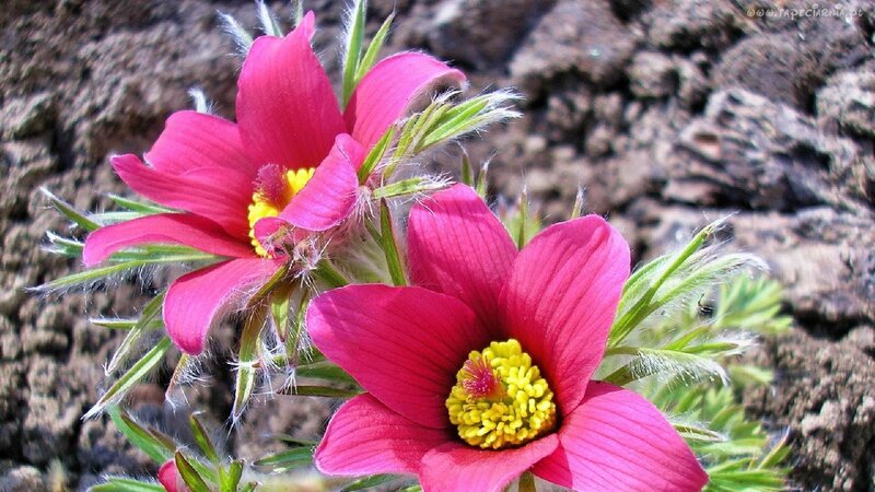 Pink Pasqueflower Blooms