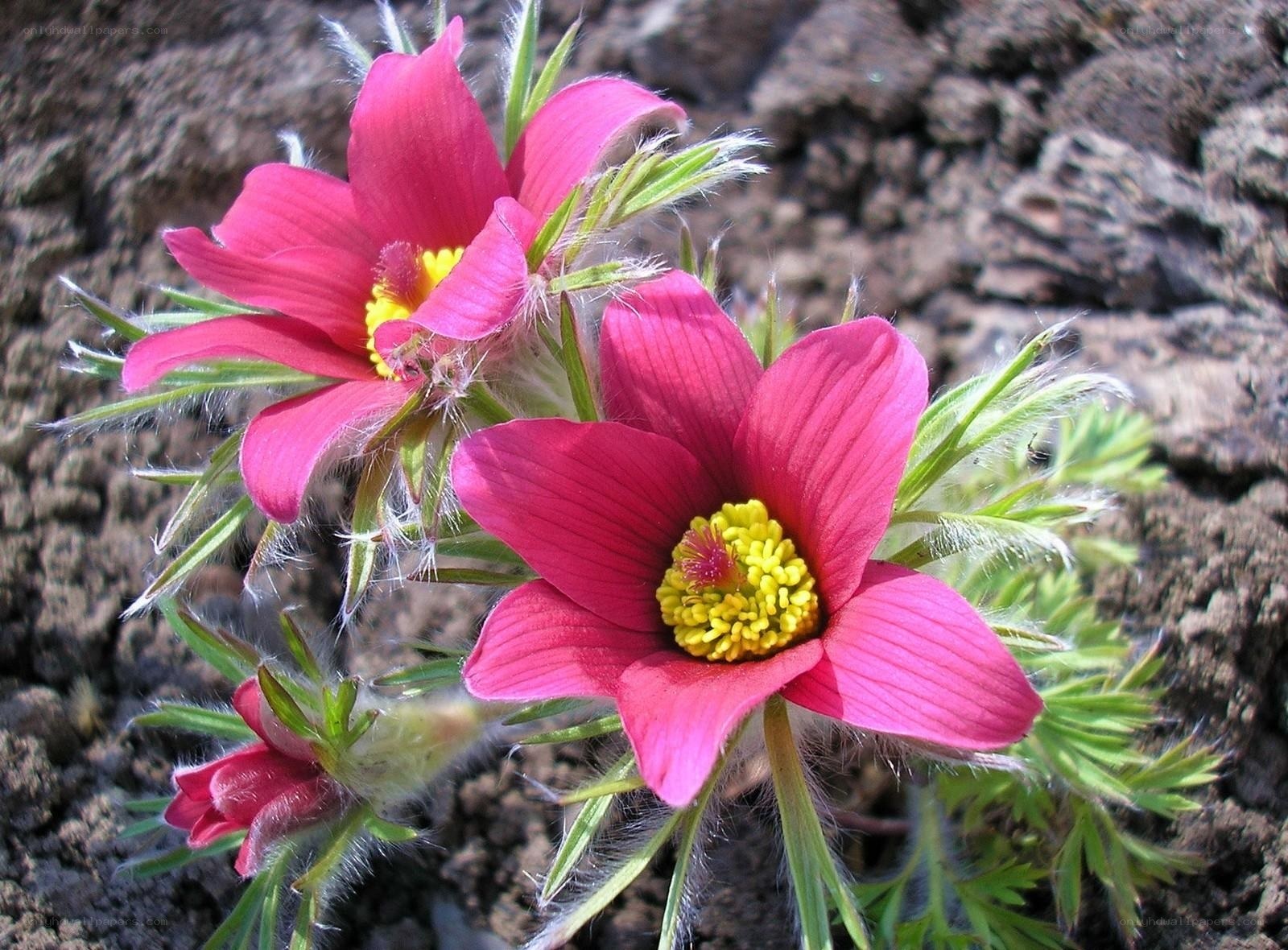 Pink pasqueflower in bloom