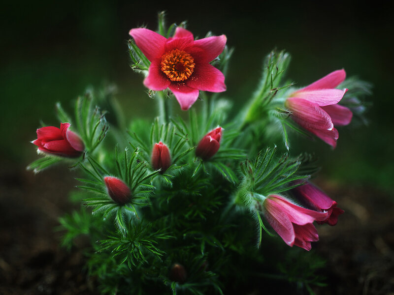 Pink Pasqueflower Plant — Natural
