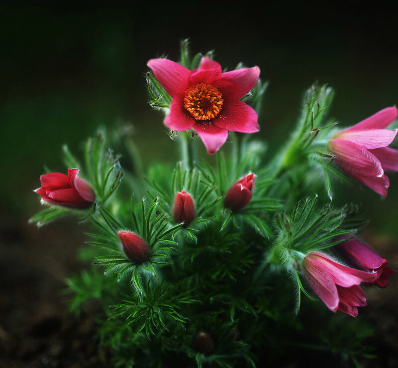 Pink Pasqueflower Plant