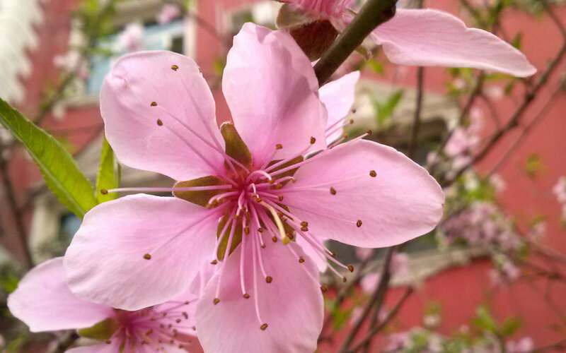 Pink Peach Blossom — Calm, Spring, Photograph