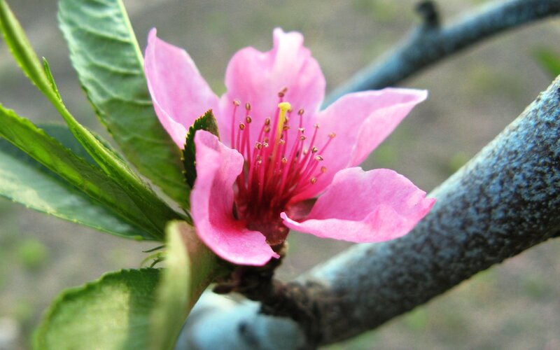 Pink Peach Blossom — Calm, Spring