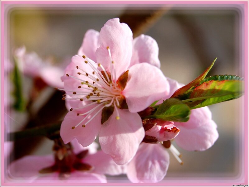 Pink Peach Blossom — Calm