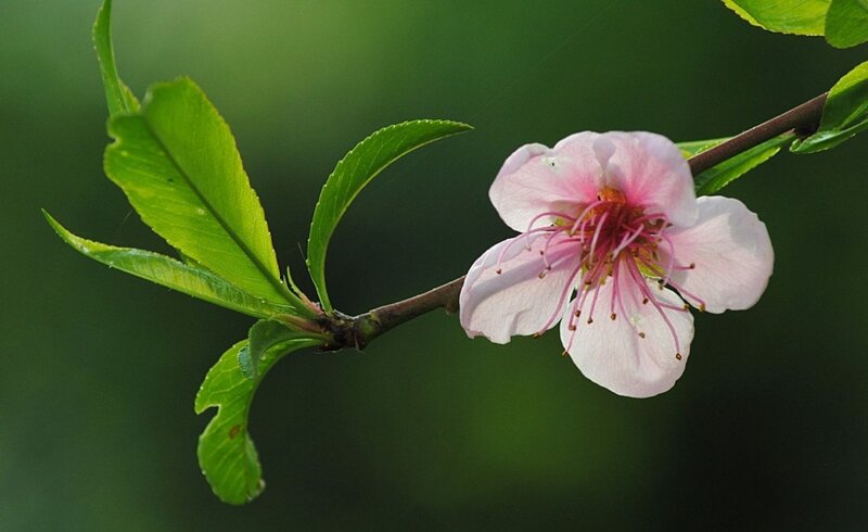 Pink Peach Blossom — Green