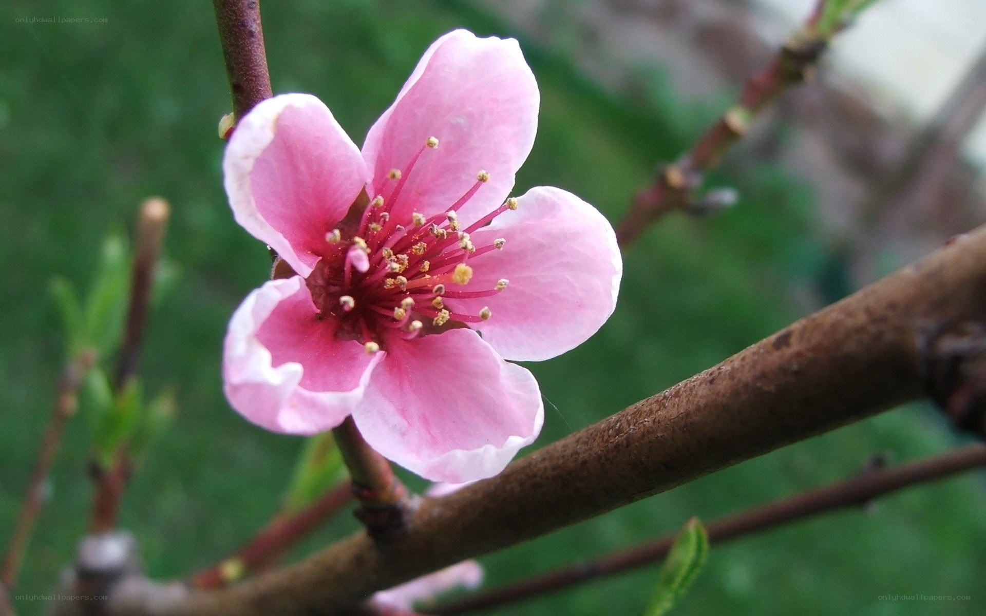 Pink peach blossom in bloom