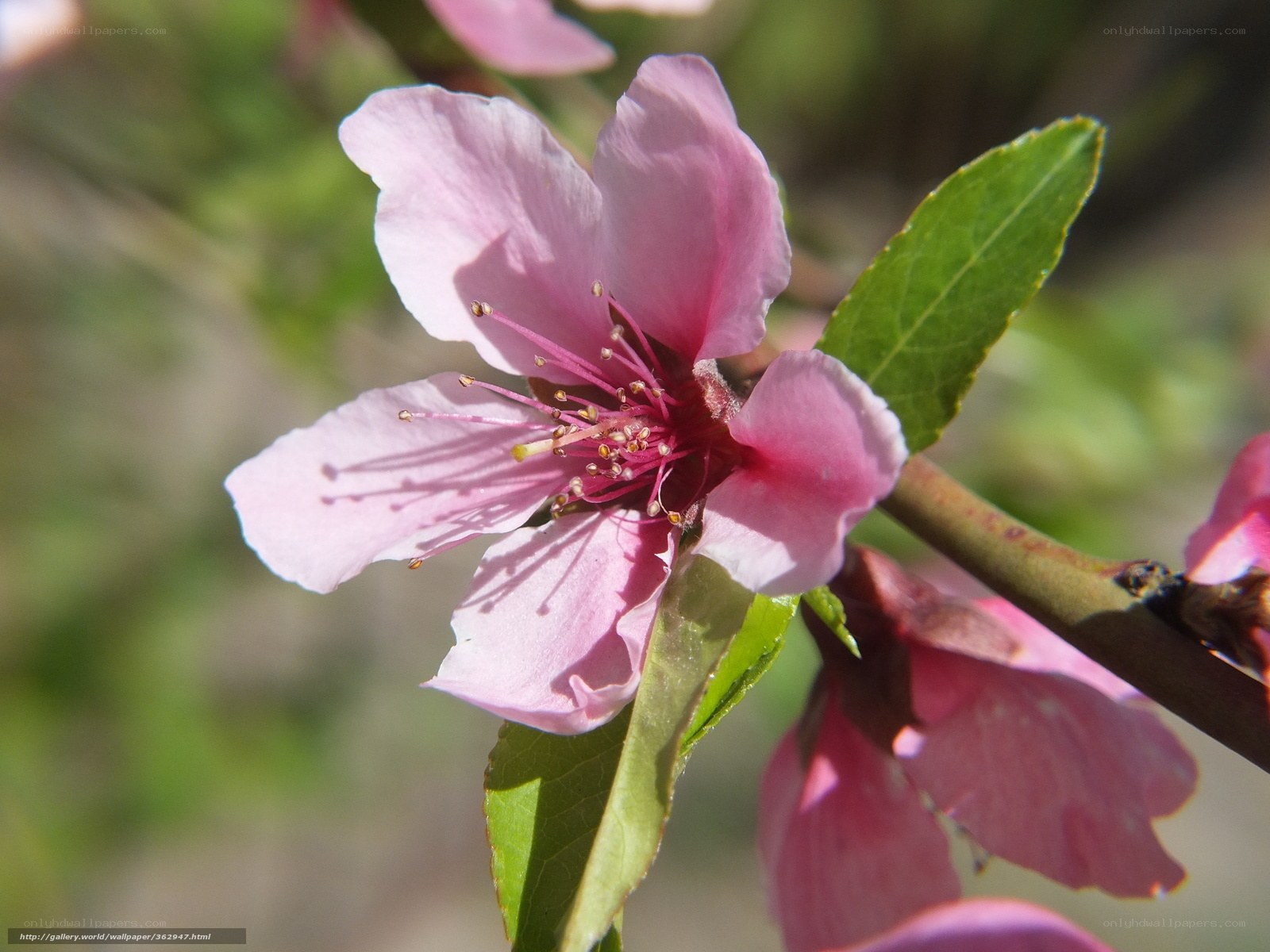 Pink peach blossom in bloom