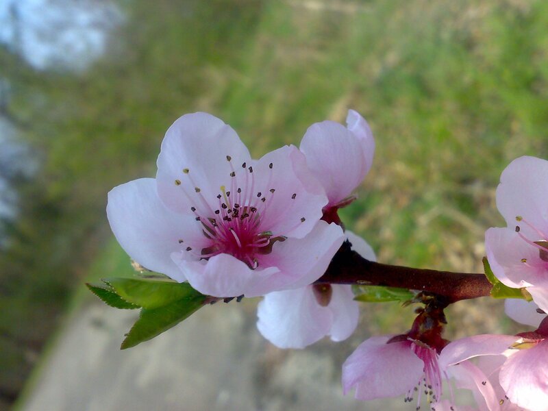 pink peach blossom in spring