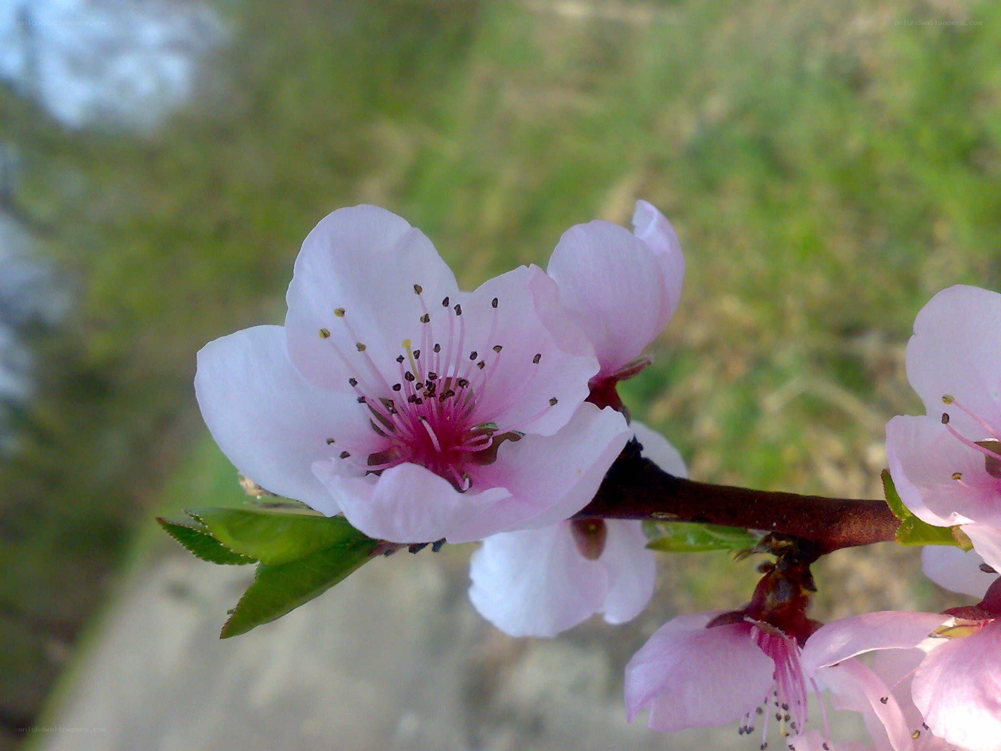 pink peach blossom in spring