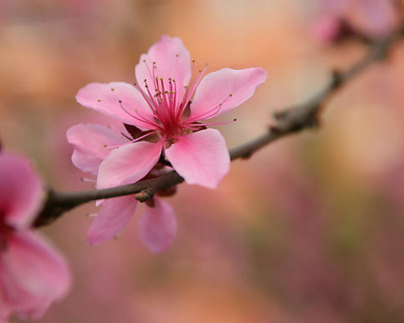Pink Peach Blossom — Serene, Spring, Photograph, Branch