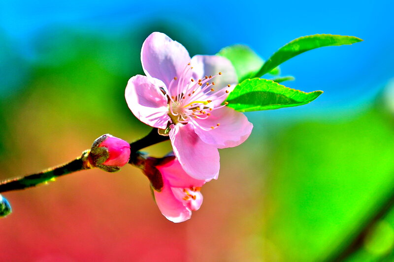 Pink Peach Blossom — Serene, Spring, Photograph, Bud, Leaf