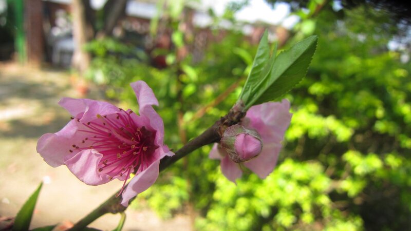 Pink Peach Blossom — Serene, Spring, Photograph, Bud
