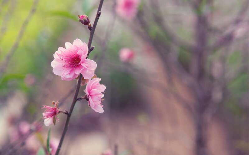Pink Peach Blossom — Serene, Spring, Photograph, Flower, Branch, Bud, Green