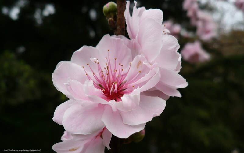 Pink Peach Blossom — Serene, Spring, Photograph, Flower, Branch, Bud
