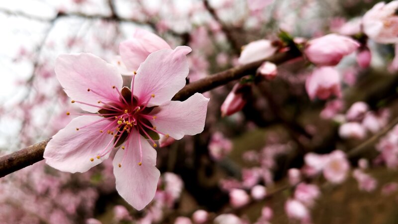 Pink Peach Blossom — Serene, Spring, Photograph, Flower, Branch, Buds