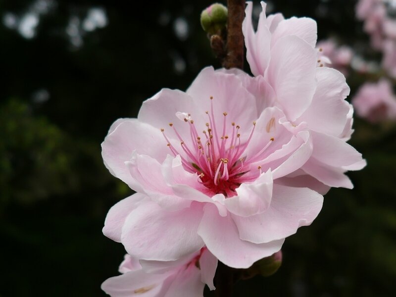 Pink Peach Blossom — Serene, Spring, Photograph, Flower, Branch