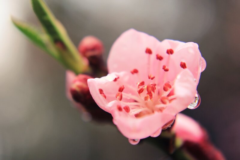 Pink Peach Blossom — Serene, Spring, Photograph, Flower, Bud