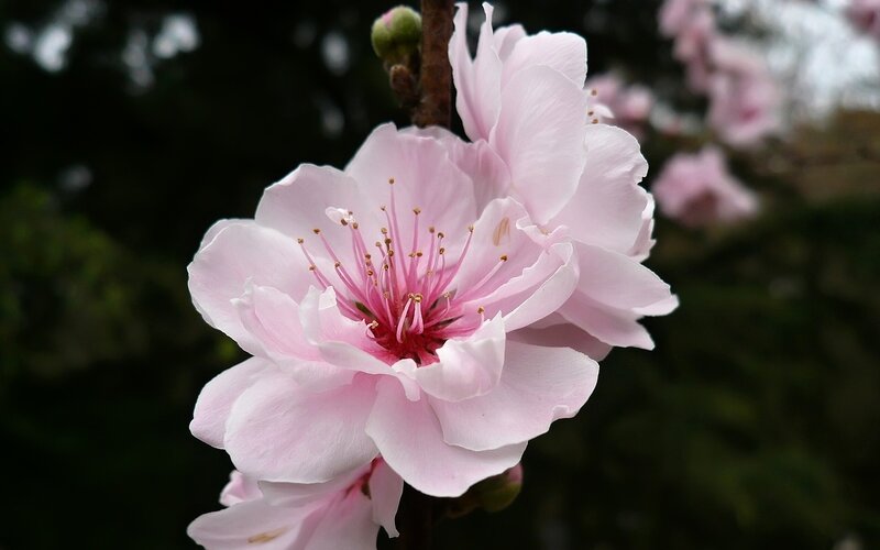 Pink Peach Blossom — Serene, Spring, Photograph, Flower