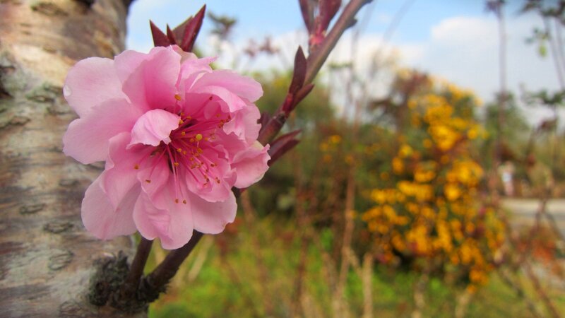 Pink Peach Blossom — Serene, Spring, Photograph