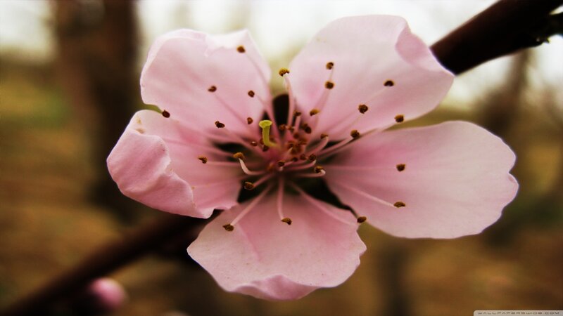 Pink Peach Blossom — Serene, Spring