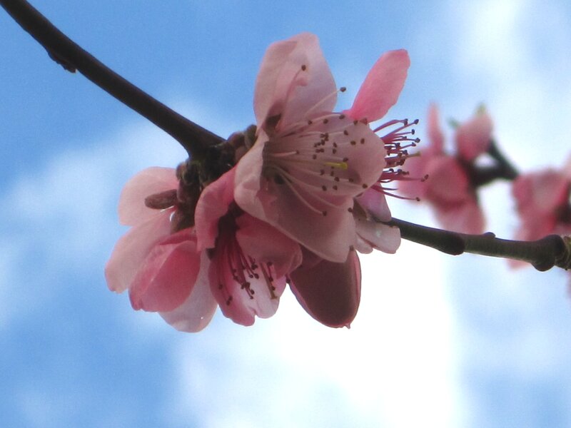 Pink Peach Blossom — Serene