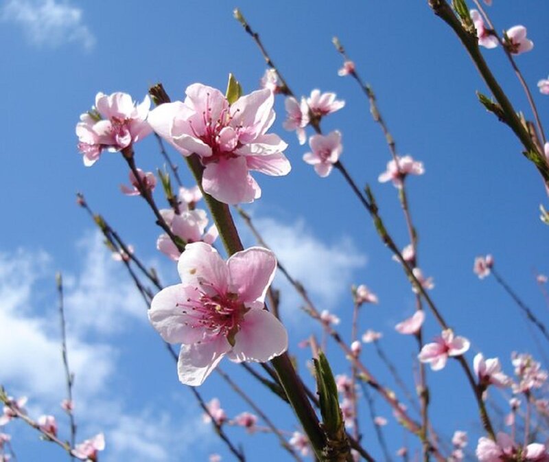 Pink Peach Blossoms — Blue