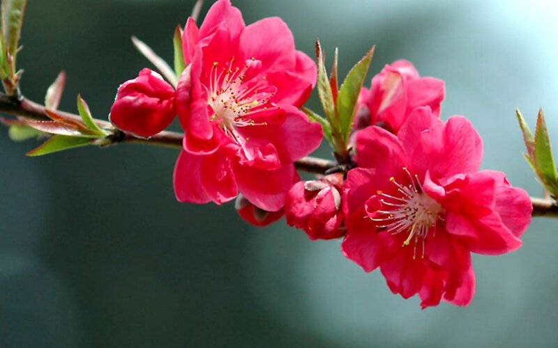 Pink Peach Blossoms — Calm, Spring, Photograph