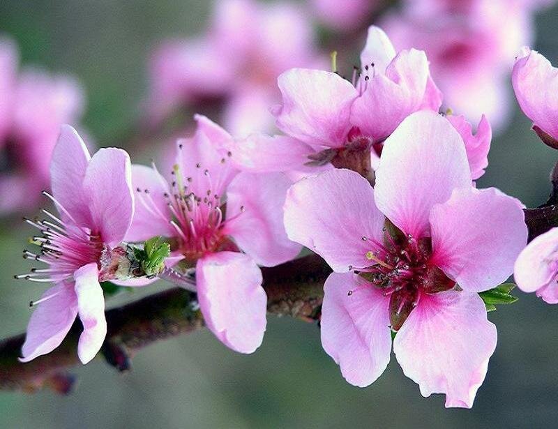 Pink Peach Blossoms — Calm, Spring
