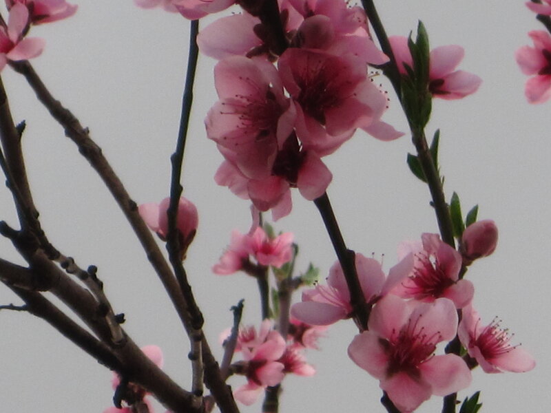 Pink Peach Blossoms — Calm