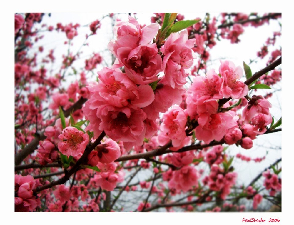 Pink peach blossoms in bloom