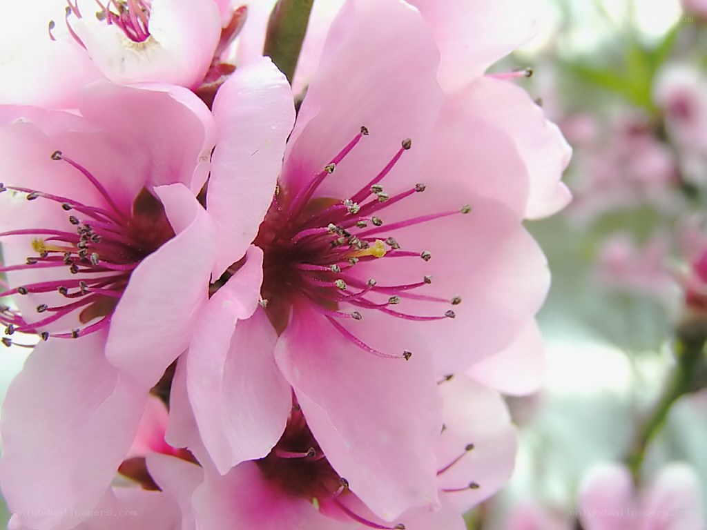 Pink peach blossoms in bloom