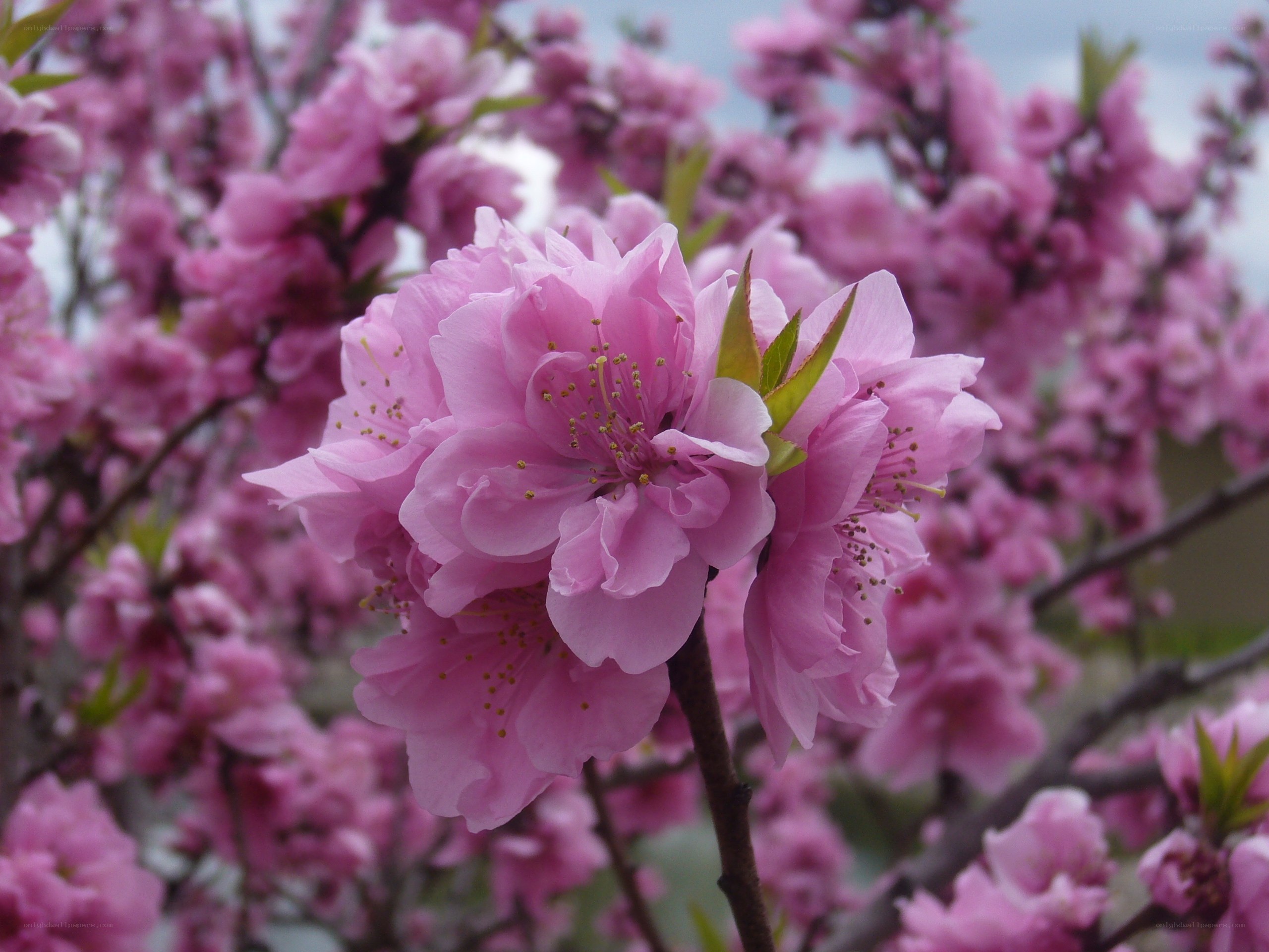 Pink peach blossoms in bloom