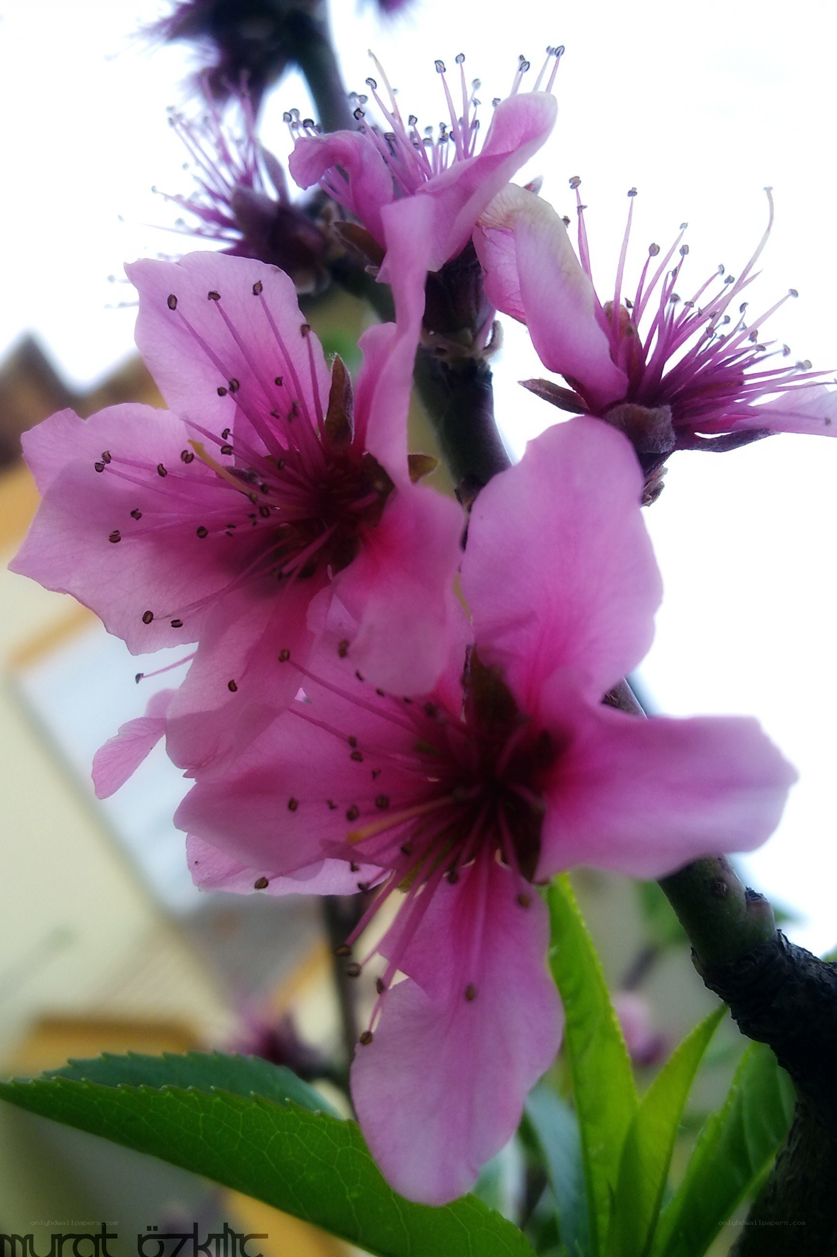 Pink peach blossoms in bloom