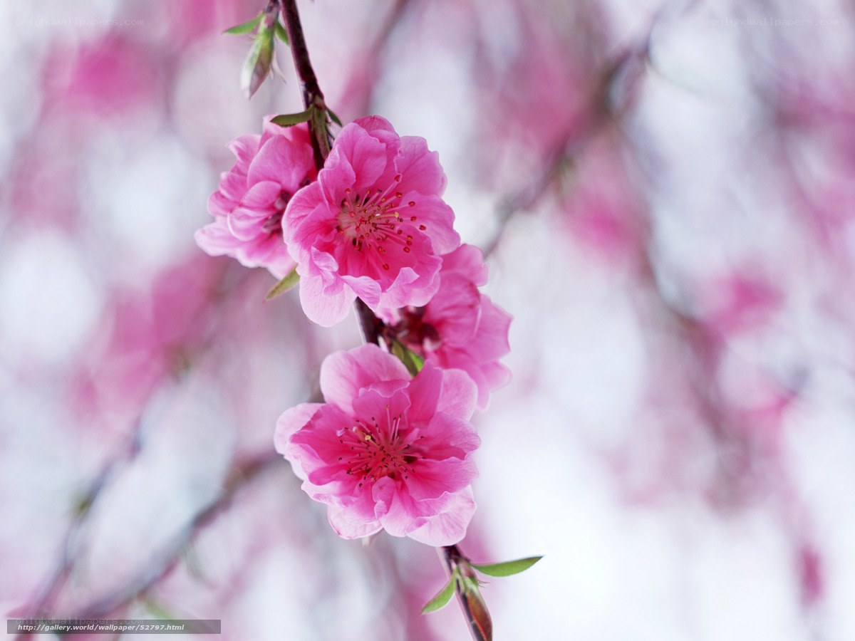 Pink peach blossoms in spring