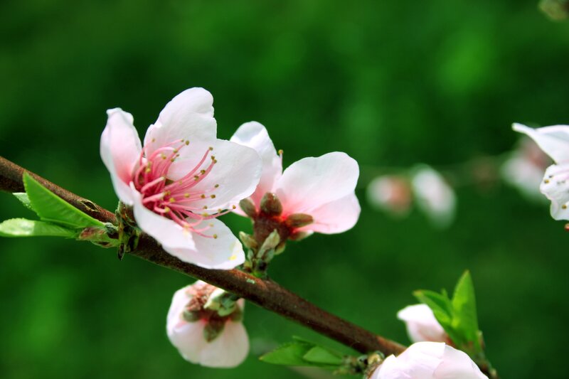 Pink peach blossoms on a branch